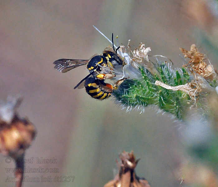 Anthidium loti