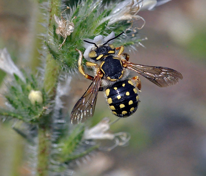 Anthidium loti