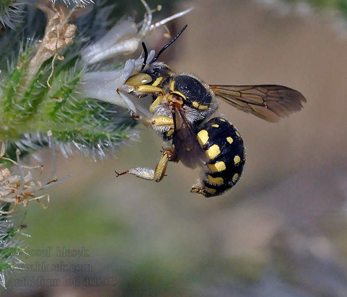 Anthidium loti