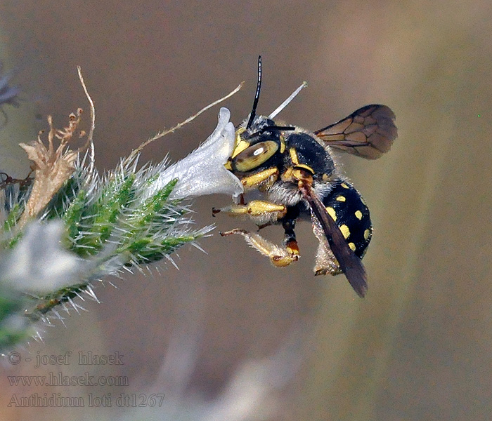 Anthidium loti