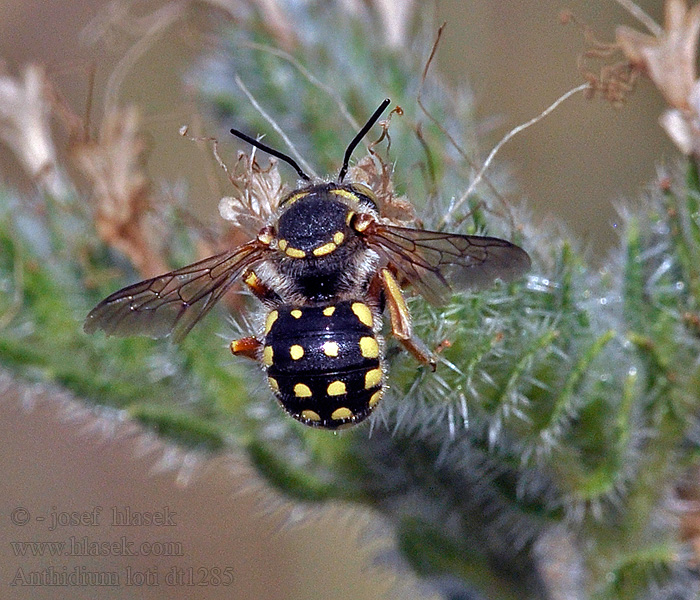 Anthidium loti