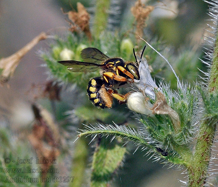 Anthidium loti