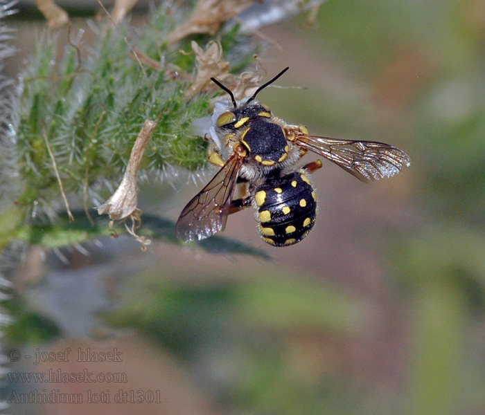 Anthidium loti