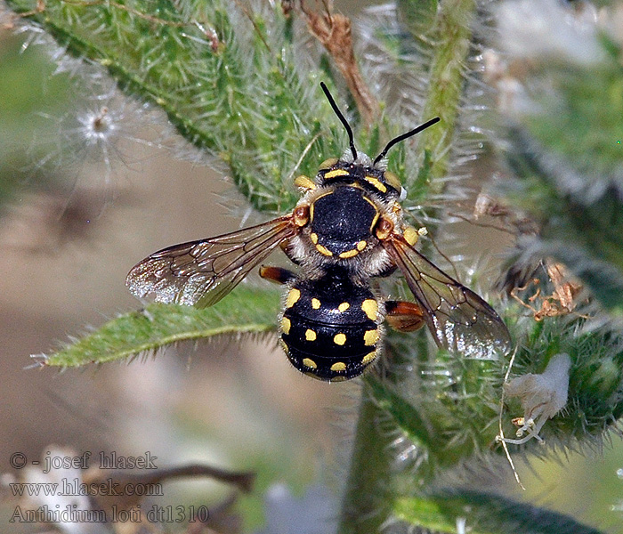 Anthidium loti