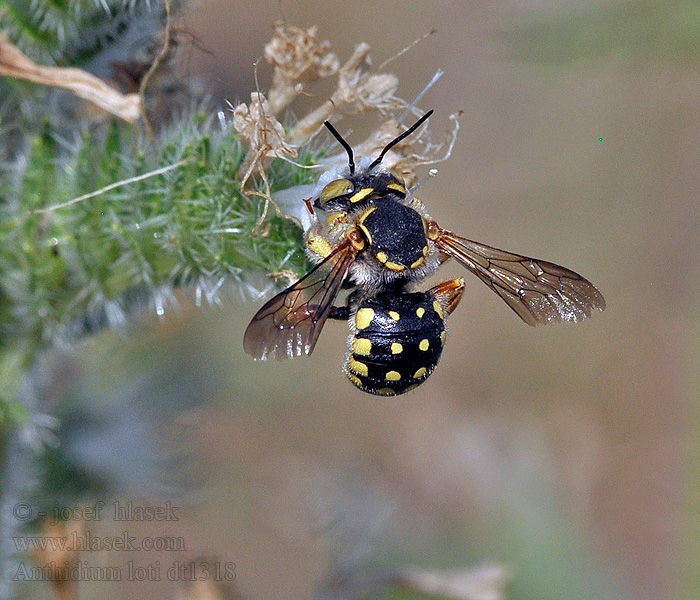 Anthidium loti