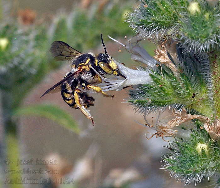 Anthidium loti