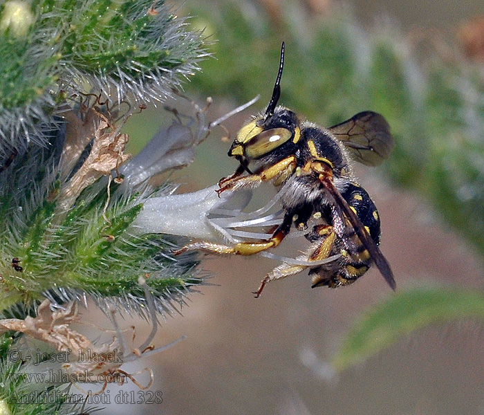 Anthidium loti