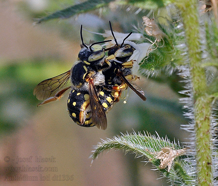 Anthidium loti