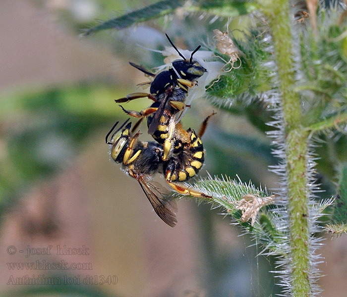 Anthidium loti