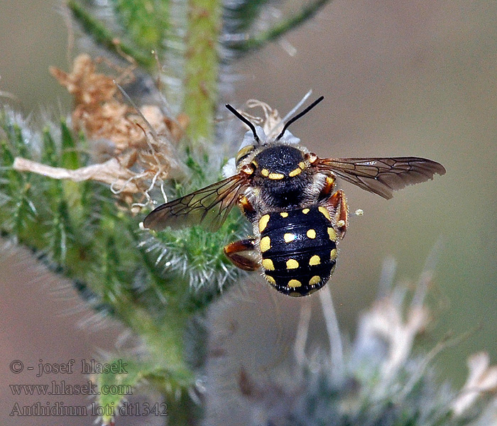 Anthidium loti