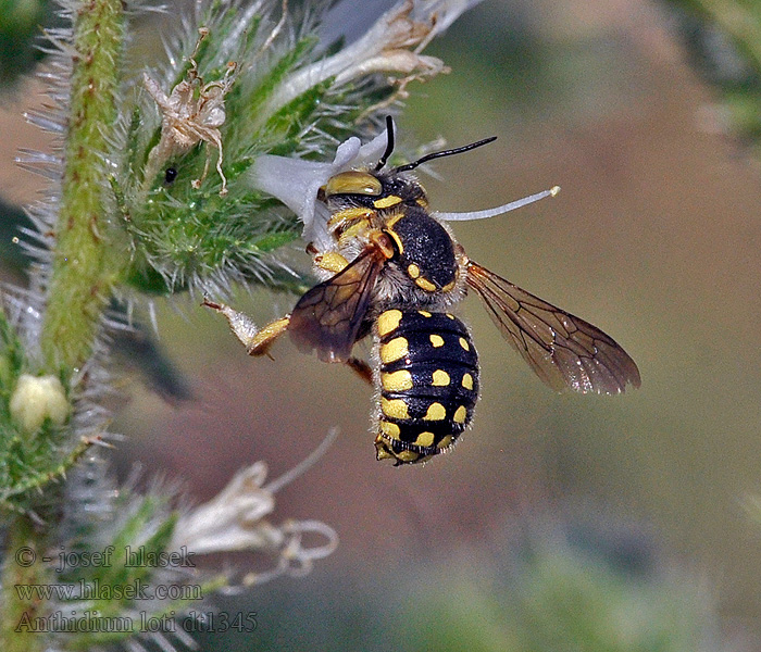 Anthidium loti