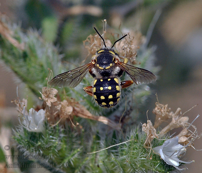 Anthidium loti