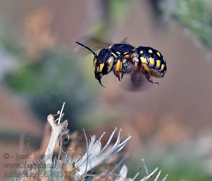 Anthidium loti