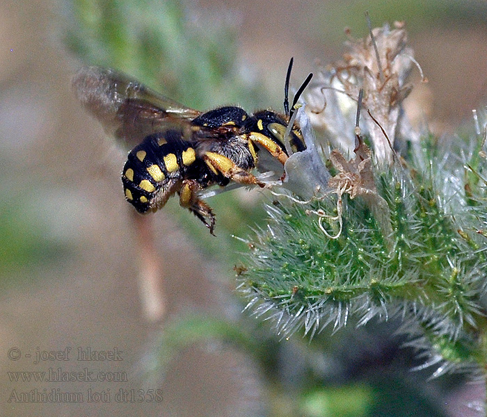 Anthidium loti