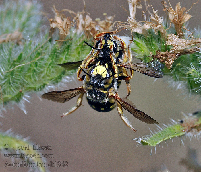 Anthidium loti