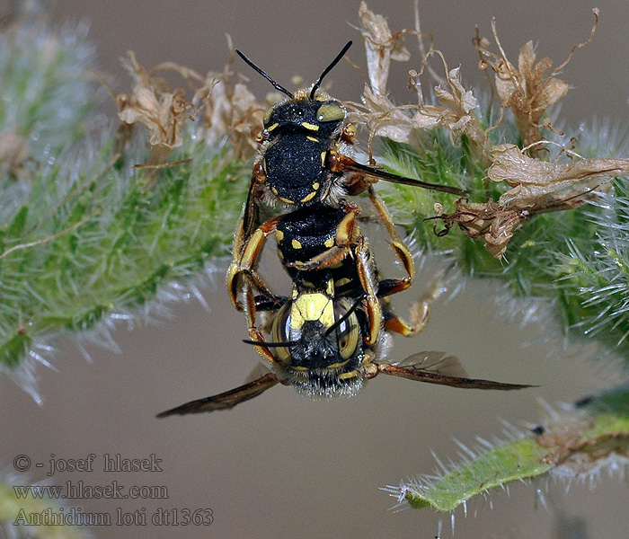 Anthidium loti