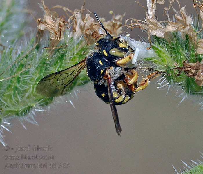 Anthidium loti