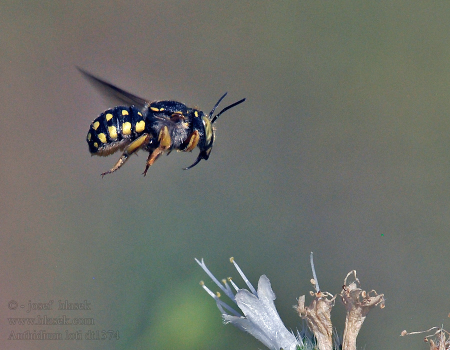 Anthidium loti