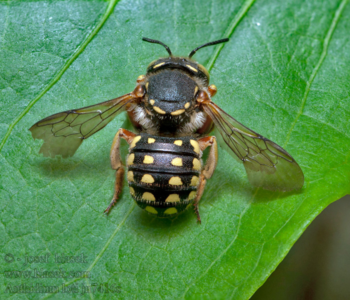 Anthidium loti