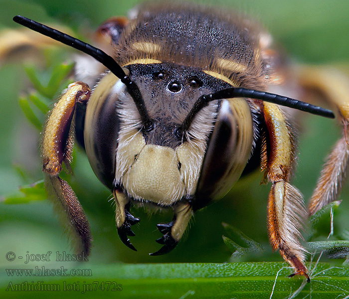 Anthidium loti