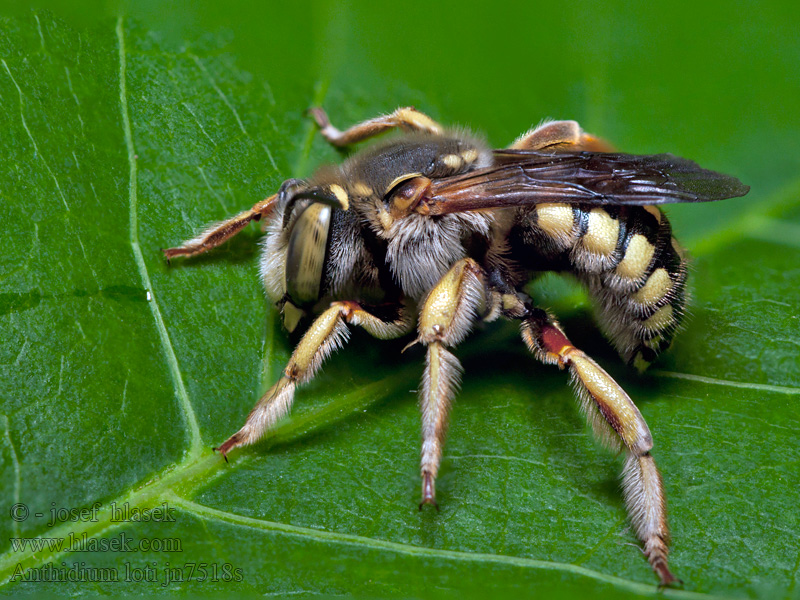 Anthidium loti