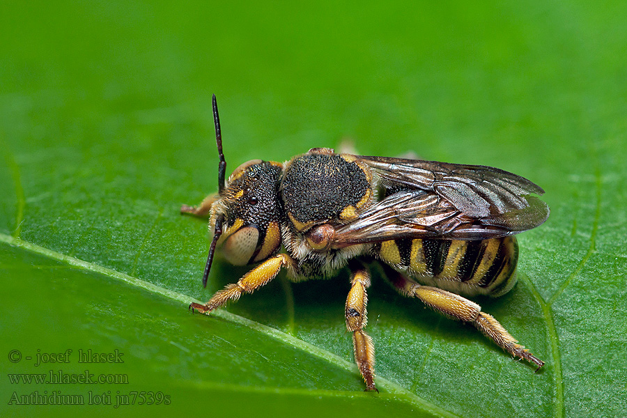 Anthidium loti