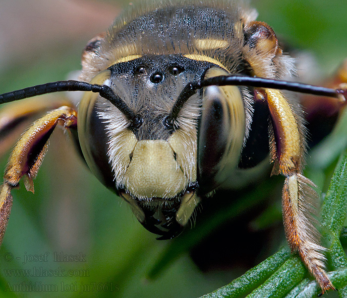 Anthidium loti