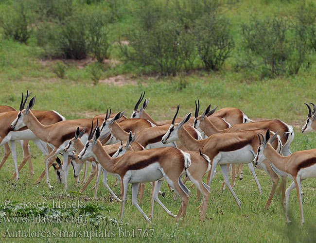Antilopa skákavá Gacela saltarina Springhare
