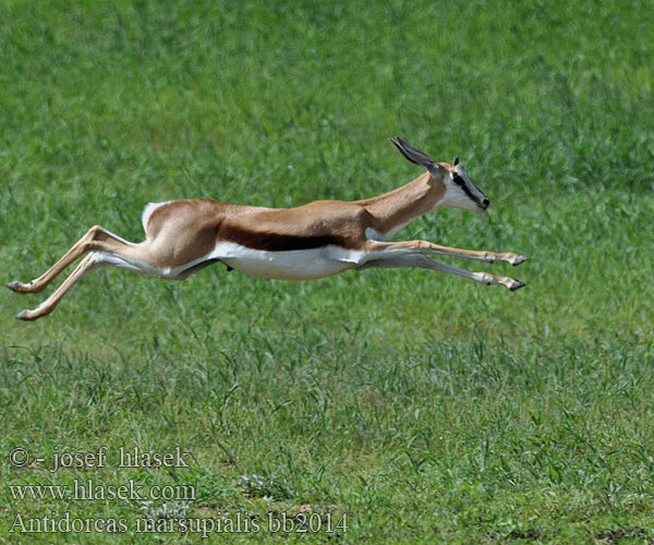 Vándorantilop Antylopa skoczek Antilopa skákavá Gacela saltarina