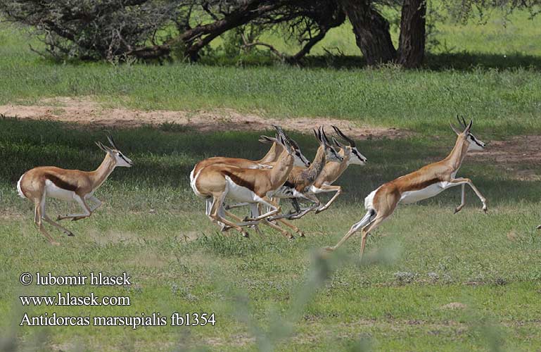 Springbok Springbuck Springbock Antidorcas marsupialis