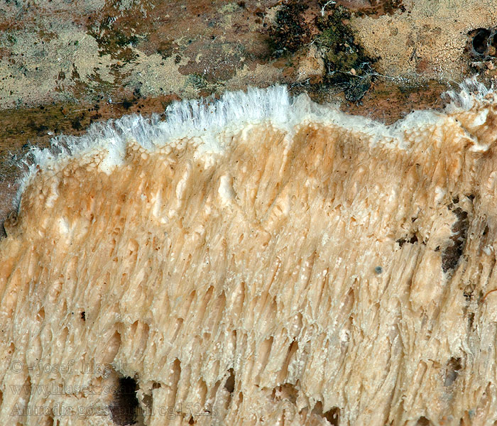 Antrodia gossypium Pórnatka rozlitá Bomullsporing