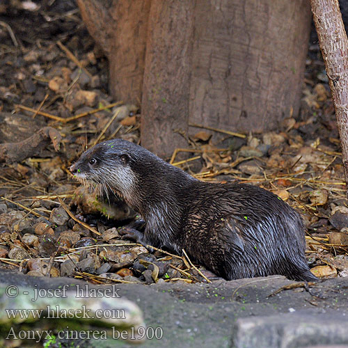 Aonyx cinerea Oriental small-clawed otter Zwergotter