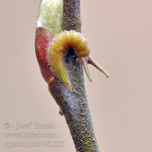 번개오색나비 Apatura iride