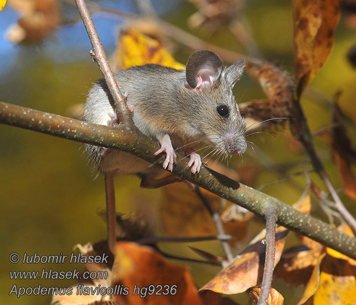 Apodemus flavicollis Yellow-necked mouse