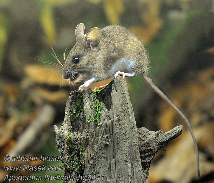 Apodemus flavicollis Myšice lesní