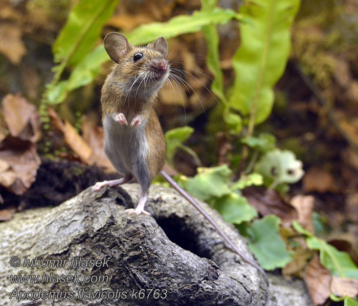 Apodemus flavicollis Gelbhalsmaus Myšice lesní