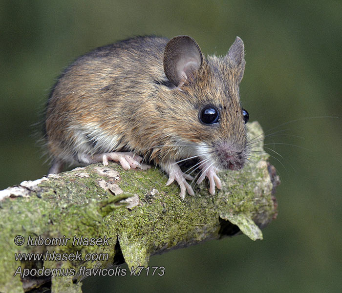 Apodemus flavicollis Ryšavka žltohrdlá Stor skogmus Rumenogrla miš