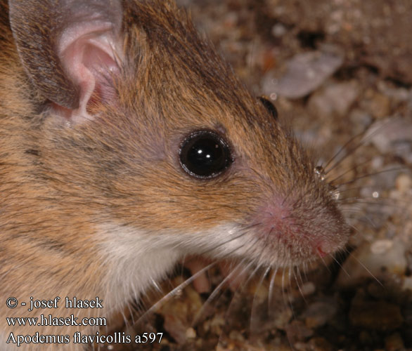 Apodemus flavicollis Yellow-necked mouse Halsbåndmus Metsähiiri