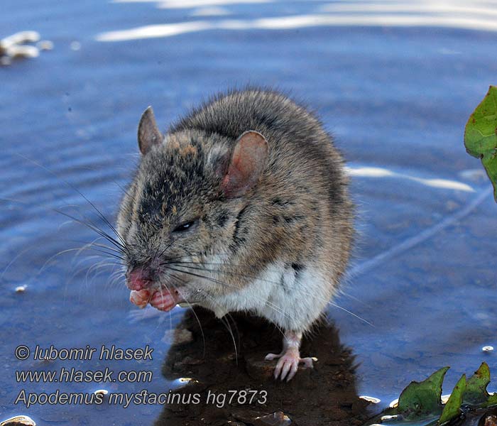 Apodemus mystacinus Broad-toothed field mouse