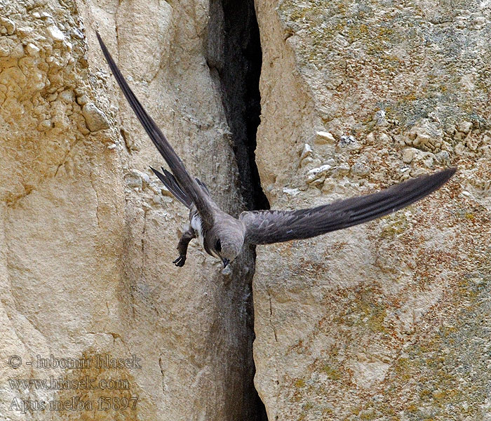 Alpine Swift Apus melba