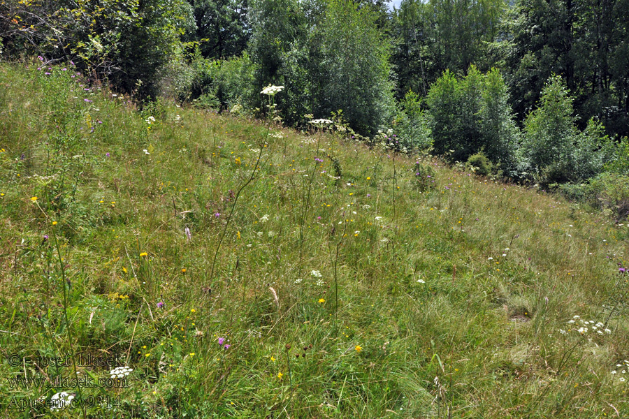 Apuseni pohoří  Chaîne de montagnes Горный хребет