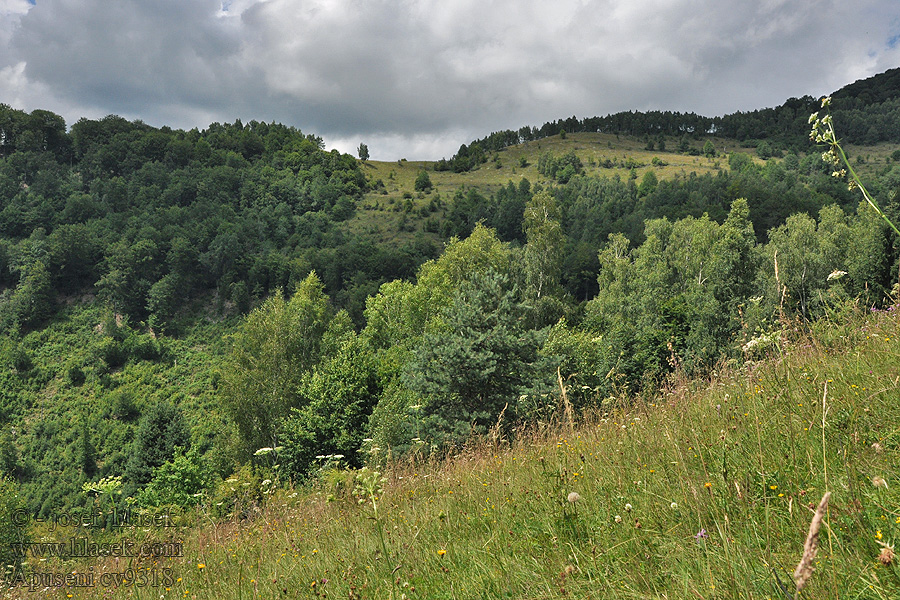 Apuseni Chaîne de montagnes Горный хребет