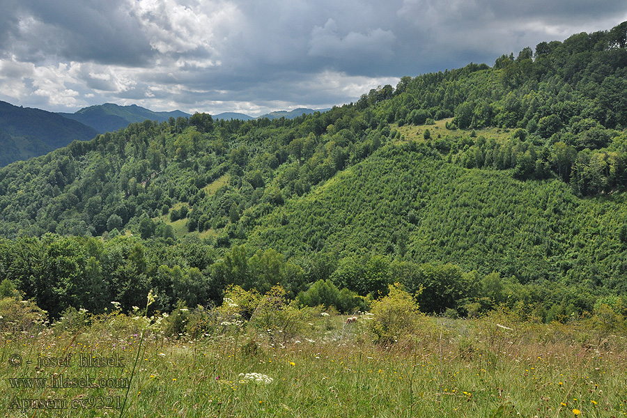 Apuseni Gebirge Mountain range Pasmo górskie Hegyvidék Cordillera