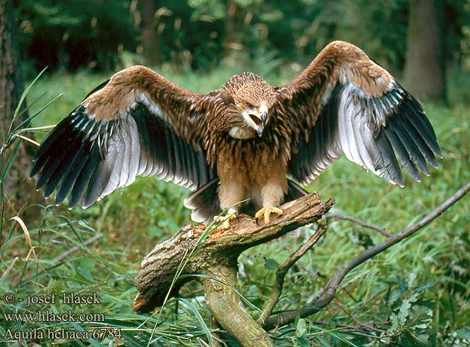 Aguila Imperial Oriental Orel královský Kejserorn Keizerarend