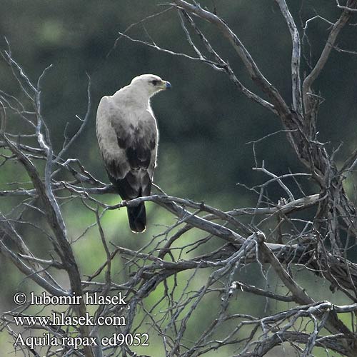 Степной орел アフリカソウゲンワシ 초원수리