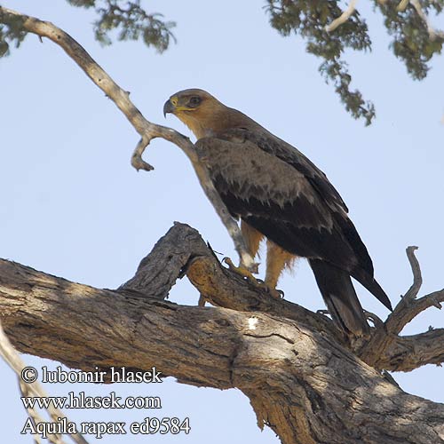 Tawny Eagle Afrikansk Rovørn Arokotka Aigle ravisseur Roofarend