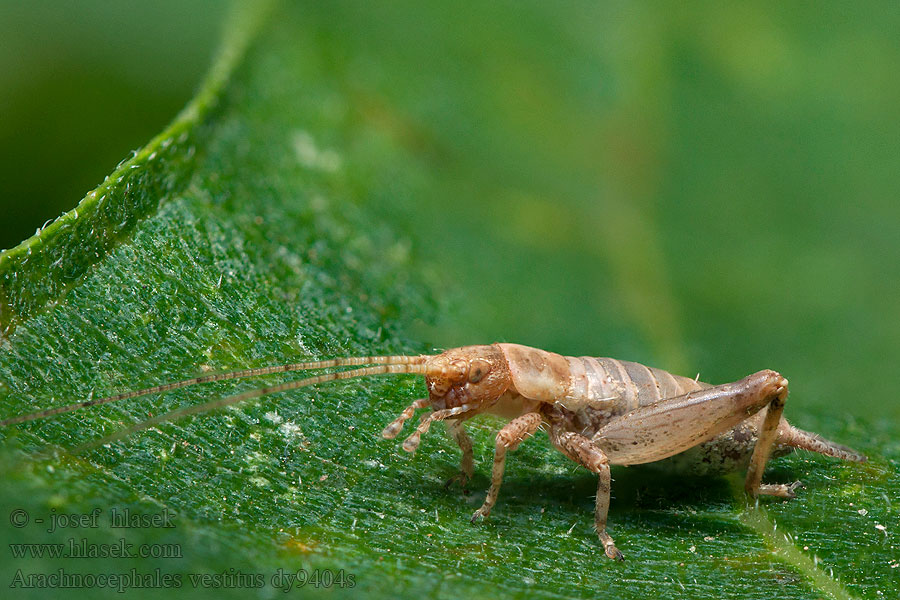 Arachnocephalus vestitus