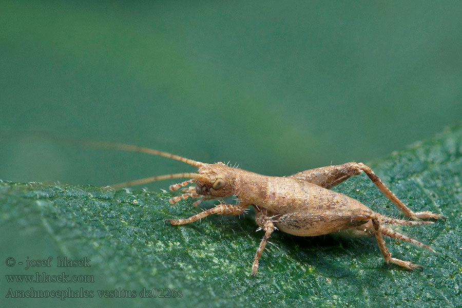 Arachnocephalus vestitus