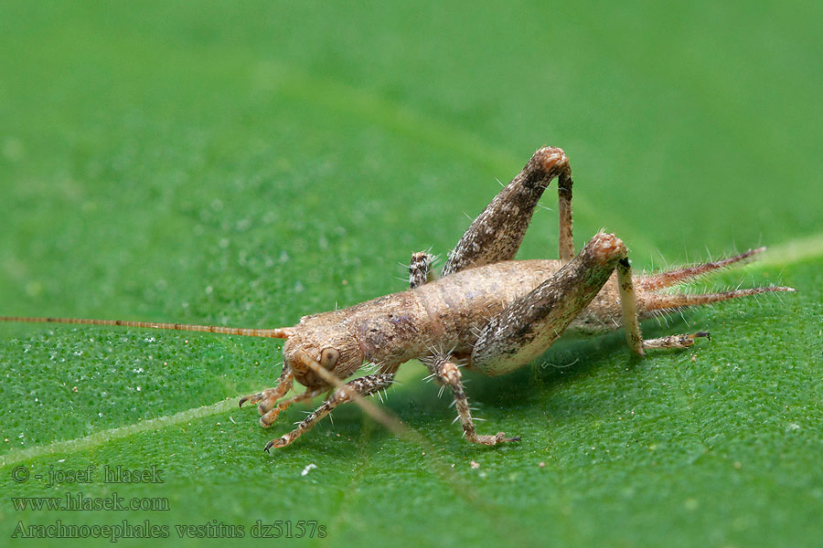 Arachnocephalus vestitus