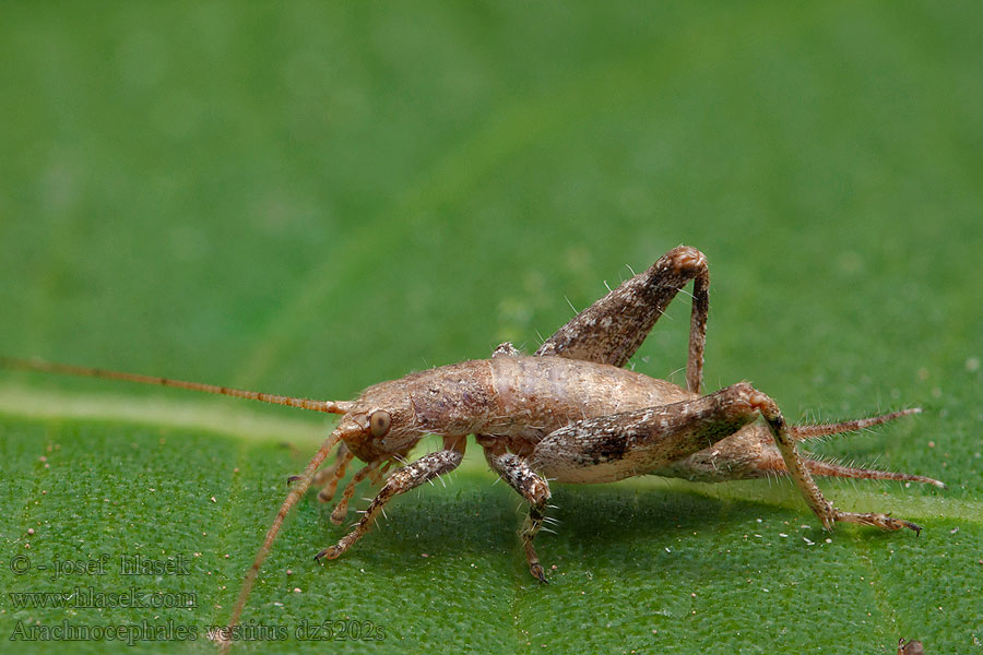 Arachnocephalus vestitus